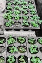 Ecology concept. The seedling are growing from the rich soil. Young plants in nursery plastic tray at vegetable farm. Close up vie Royalty Free Stock Photo