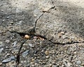 Ecology concept. Seeds waiting to grow on dry ground