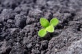 Ecology and environment background. Concept of a life and purpose. Lonely green sprout breaks through the dry earth Royalty Free Stock Photo