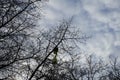 A bursting balloon caught in the nets of a tree. Berlin, Germany