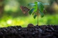 Ecology and Environment Earth.  Planet and tree with butterfly in human hands over green and sky nature ecology, Royalty Free Stock Photo