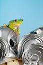 Ecology frog Royalty Free Stock Photo