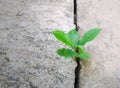 Ecology plant tree and environment drought growing on cracked