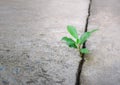 Ecology plant tree and environment drought growing on cracked