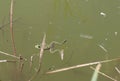 Frog amphibian in dirty cloudy water pollution ecology Royalty Free Stock Photo