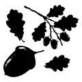 Oak leaf, acorn and branch isolated silhouette, ecology stylized Royalty Free Stock Photo