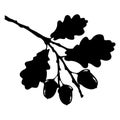 Oak leaf, acorn and branch isolated silhouette, ecology stylized