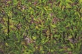 Ecology text geaphic on the grass Royalty Free Stock Photo