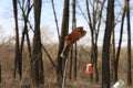 Plastic bottle in a tree in a winter forest Royalty Free Stock Photo