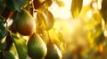 The Economics of Avocado Trees: A Closeup
