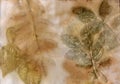 Ecoprint leaves. Imprint of a real plant on paper. Vintage background. Natural color