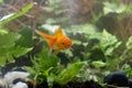 Carassius auratus goldfish behind a water plant