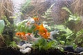 Carassius auratus goldfish behind a water plant Royalty Free Stock Photo