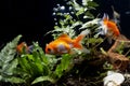 Carassius auratus goldfish behind a water plant Royalty Free Stock Photo