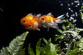 Carassius auratus goldfish behind a water plant Royalty Free Stock Photo