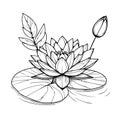 ecorative waterlily flower concept. Modern line drawing waterlily flower design vector illustration, simple lily pad drawing