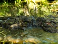 Ecoregion with the greatest biodiversity in Argentina