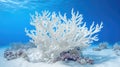 ecosystem bleached coral