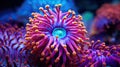 ecosystem coral polyp Royalty Free Stock Photo