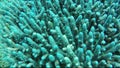 Ecosystem of finger coral and small exotic fish of the Red Sea. Awesome Underwater World