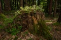 Ecosystem in the forest, tree stump and vegetation Royalty Free Stock Photo