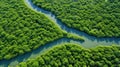 ecosystem mangrove forest landscape