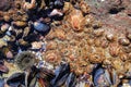 Ecosystem of marine life with mussels and limpets on the rocky shores