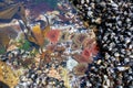 An ecosystem of marine life on the rocky shores