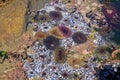 An ecosystem of marine life and sea anemones on the rocky shores