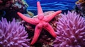 ecosystem pink starfish