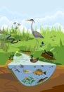 Ecosystem of pond with different animals birds, insects, reptiles, fishes, amphibians in their natural habitat. Royalty Free Stock Photo