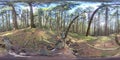Ecosystem scene, decomposing tree trunk in forest - 360 VR Royalty Free Stock Photo