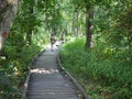 Ecotourism concept. Father and son walk on a wooden bridge over a swamp in the forest