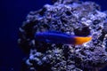 Ecsenius bicolor fish Royalty Free Stock Photo