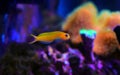 Midas Blenny - Ecsenius midas Royalty Free Stock Photo