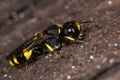 Ectemnius continuus digger wasp