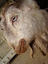 Ecthyma | Overview of Contagious Ecthyma in the mouth of the goat. veterinary medicine. animal diseases. sheep veterinarian - cow.