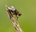 Ectophasia crassipennis fly Royalty Free Stock Photo