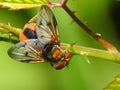 Colored insect fly Royalty Free Stock Photo