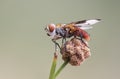 Ectophasia crassipennis Parasitic fly insect of about 16 mm in length with beautiful orange-brown colors and some curious black Royalty Free Stock Photo