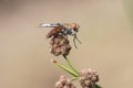 Ectophasia crassipennis Parasitic fly insect of about 16 mm in length with beautiful orange-brown colors and some curious black Royalty Free Stock Photo