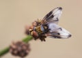 Ectophasia crassipennis Parasitic fly insect of about 16 mm in length with beautiful orange-brown colors and some curious black Royalty Free Stock Photo