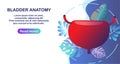 Isolated colorful red human bladder illustration on white-blue background healthy and diagnostics.