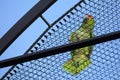 Ecuador Amazon (Amazona autumnalis lilacina) in captivity