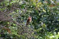 Brown hummingbird on a tree in Ecuador