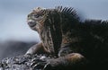 Ecuador Galapagos Islands Marine Iguana resting on rock close up