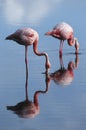 Ecuador Galapagos Islands two Greater Flamingoes standing in shallow water side view