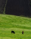 Ecuador Landscape from the countryside, farmer and cows Royalty Free Stock Photo