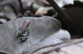 Ecuador poison dart frog Ameerega bilinguis