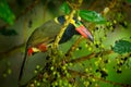 Ecuador rare toucan. with fruits. Golden-collared Toucanet, Selenidera reinwardtii, in the nature forest habitat. Bird in the